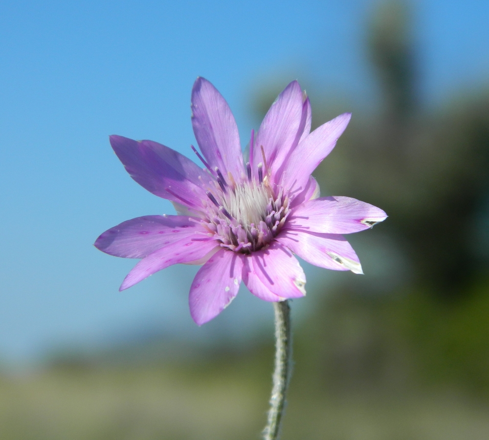 Image of Xeranthemum annuum specimen.