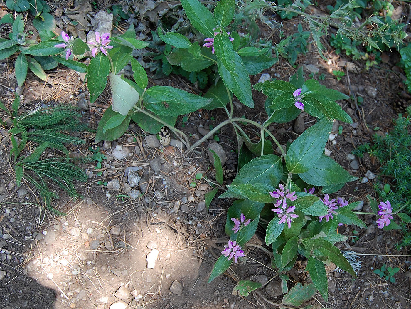 Image of Phlomis taurica specimen.