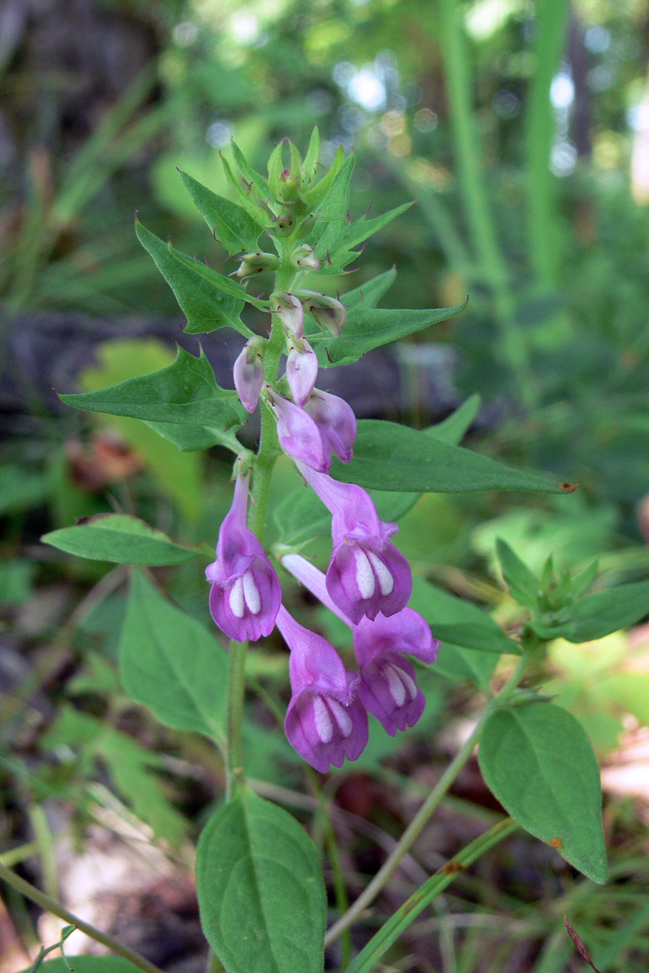 Изображение особи Melampyrum roseum.