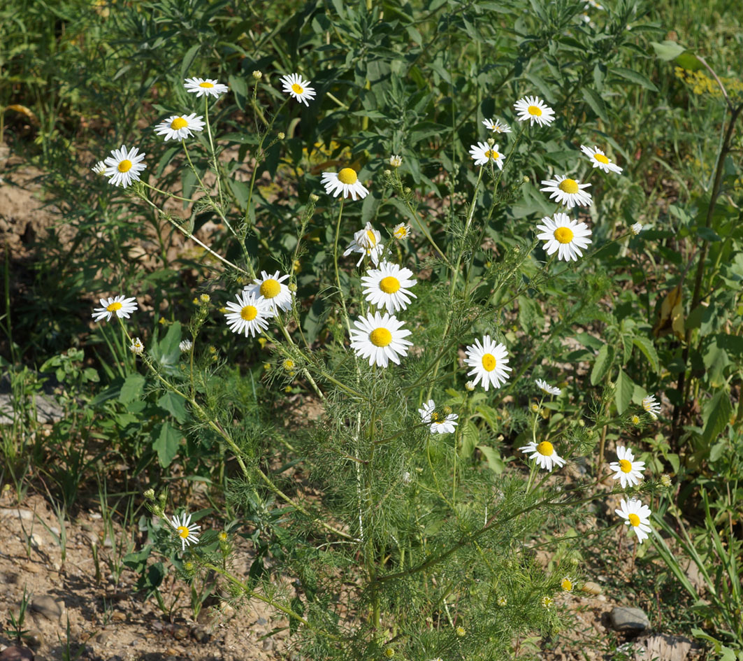 Image of Tripleurospermum inodorum specimen.