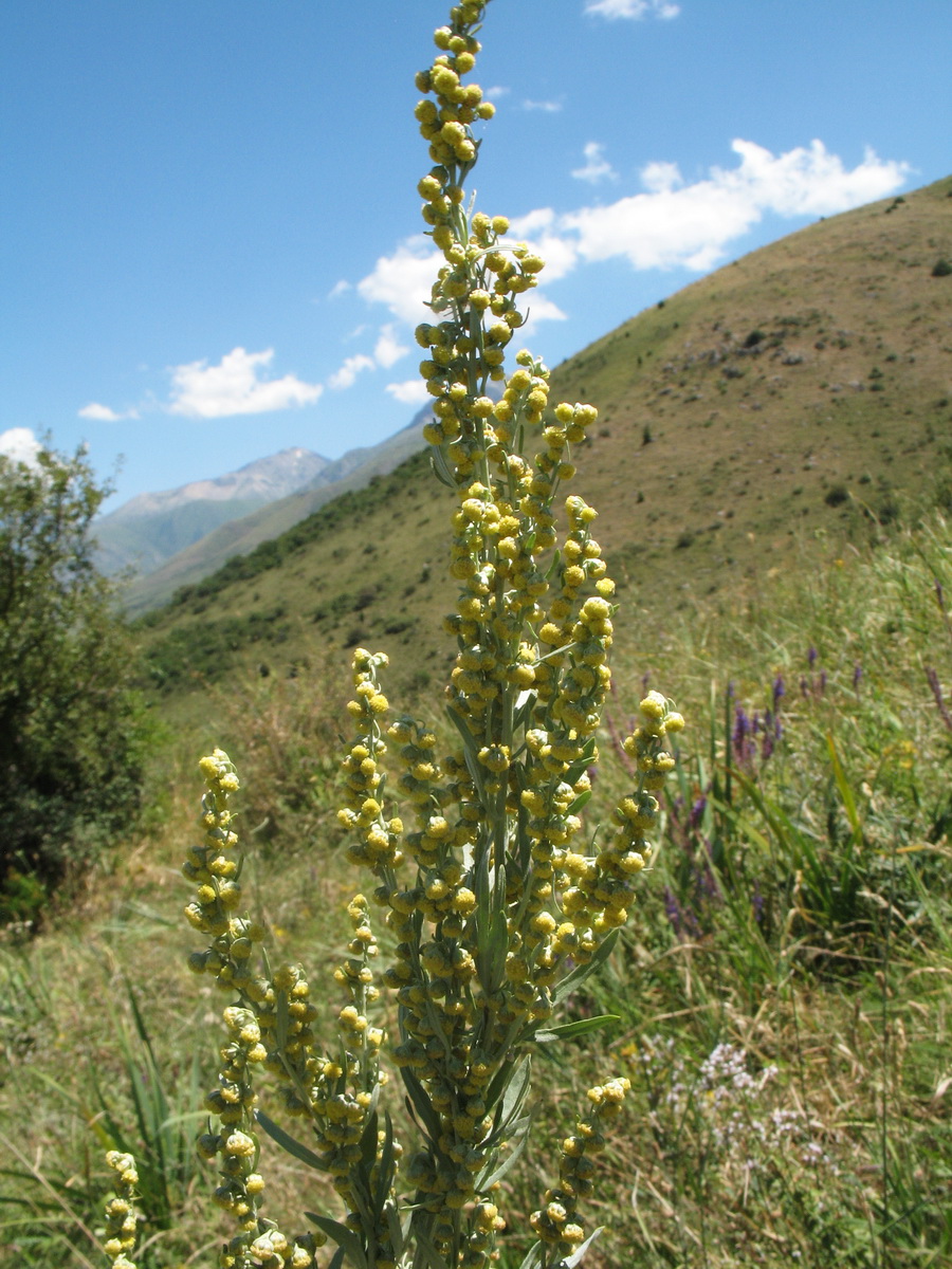 Image of Artemisia absinthium specimen.