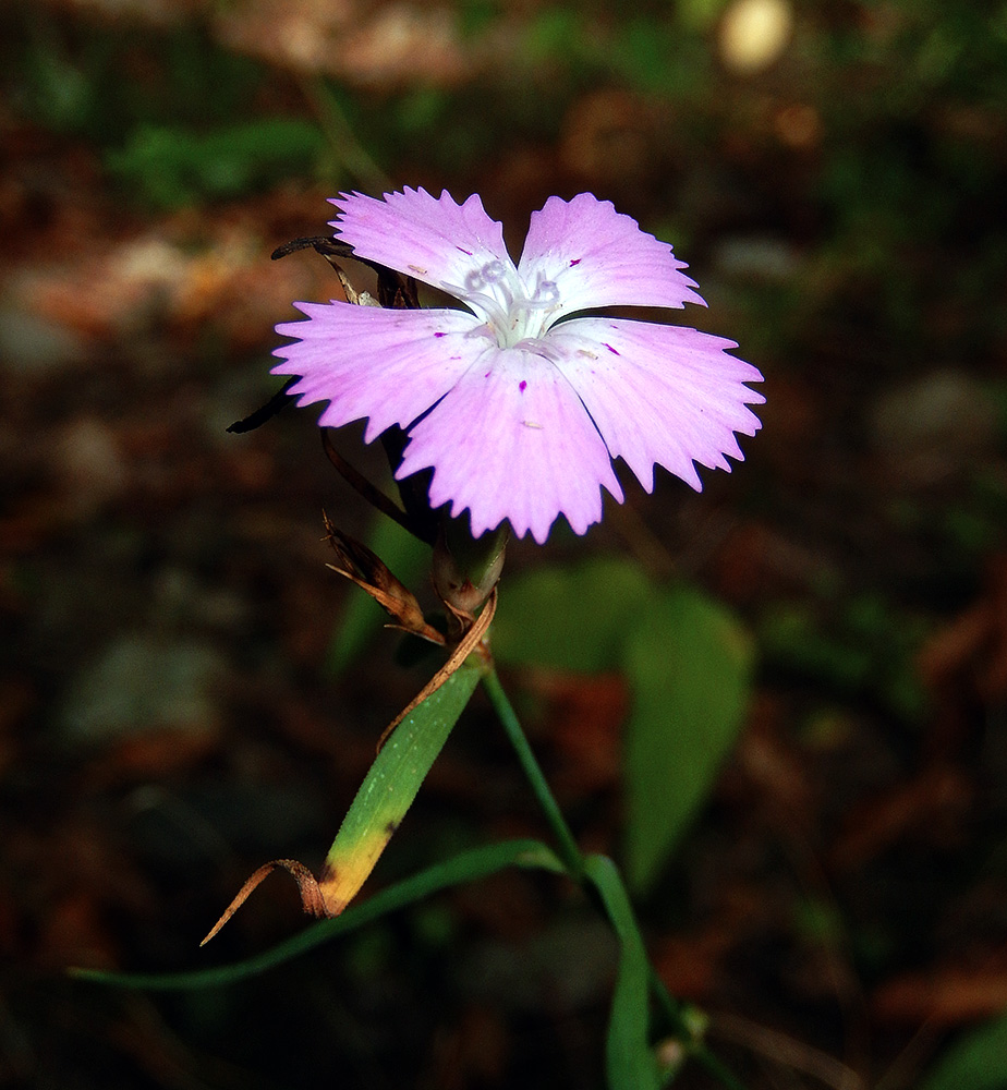 Image of Dianthus caucaseus specimen.