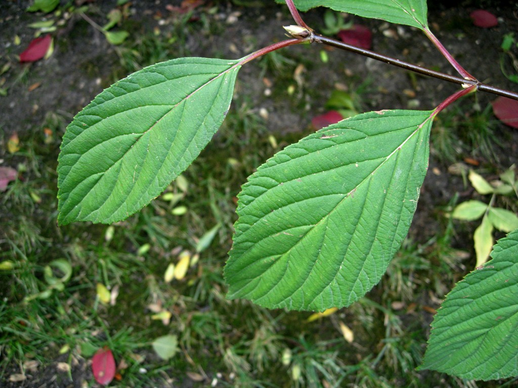 Изображение особи Viburnum &times; bodnantense.