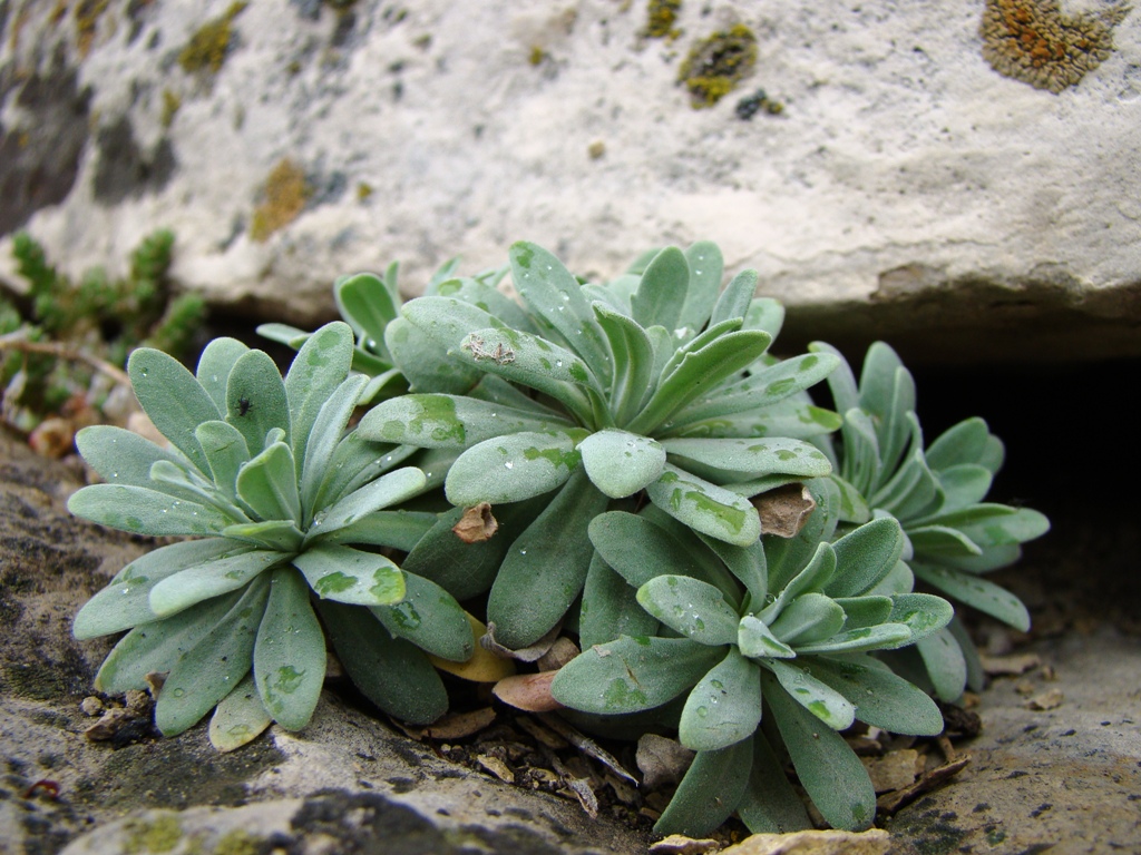 Image of Schivereckia podolica specimen.