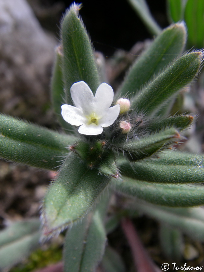 Image of Buglossoides arvensis specimen.