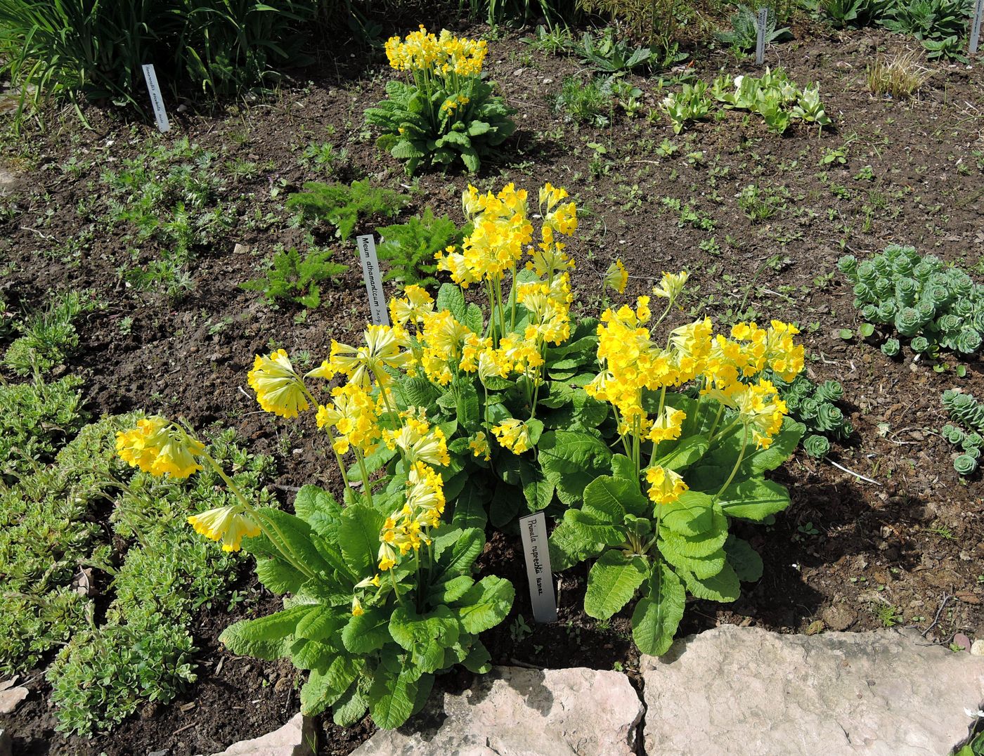 Image of Primula macrocalyx specimen.