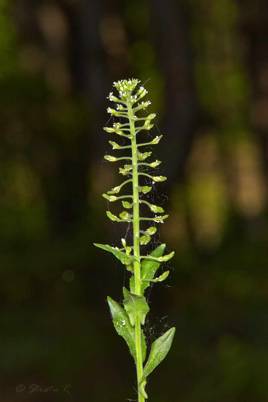 Image of Lepidium campestre specimen.