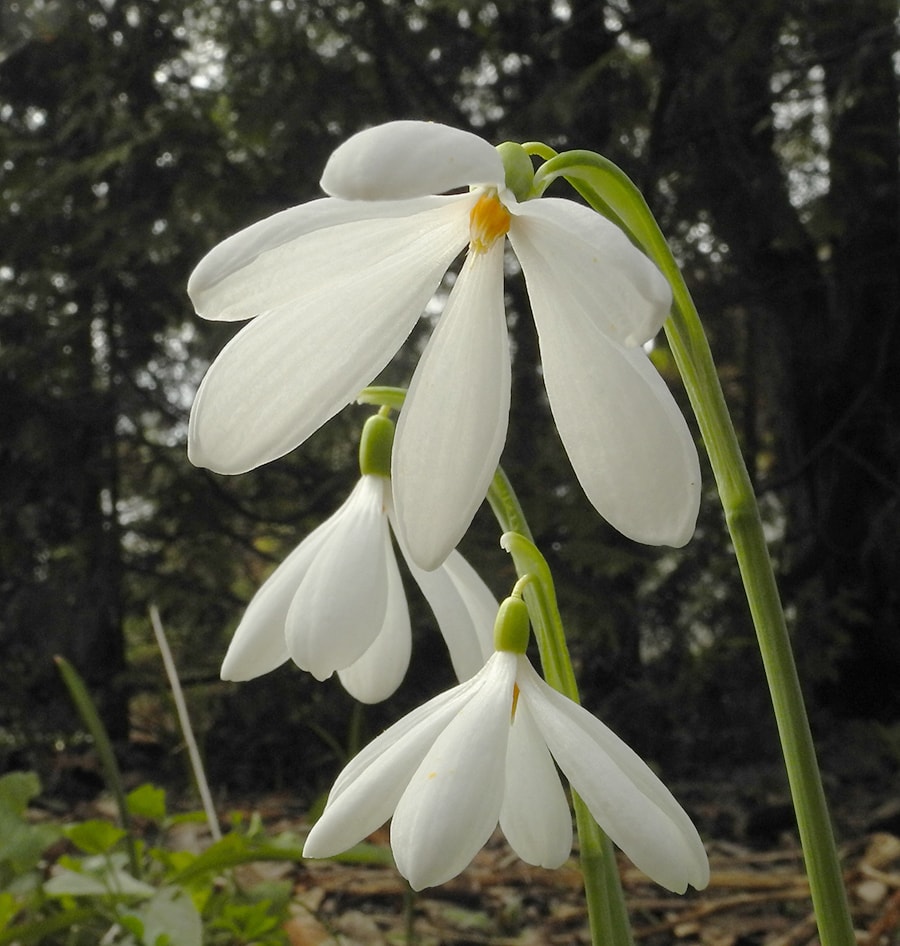 Image of Galanthus nivalis specimen.