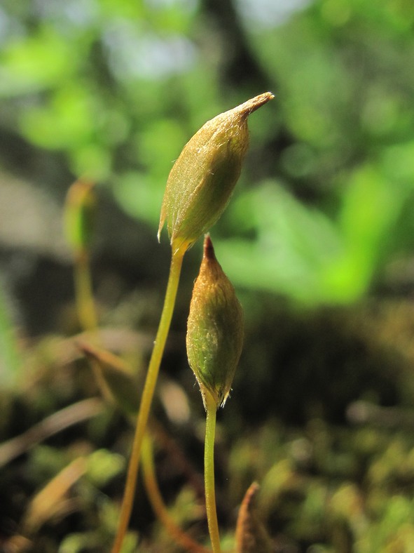 Изображение особи Polytrichum juniperinum.