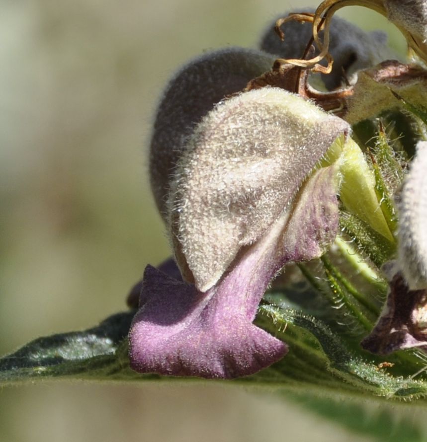 Image of Phlomis samia specimen.