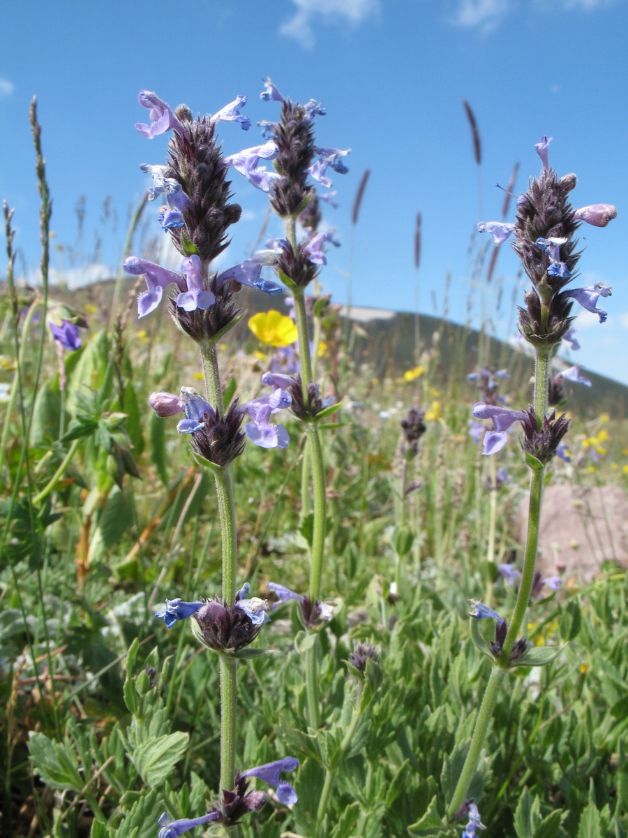 Image of Nepeta mariae specimen.