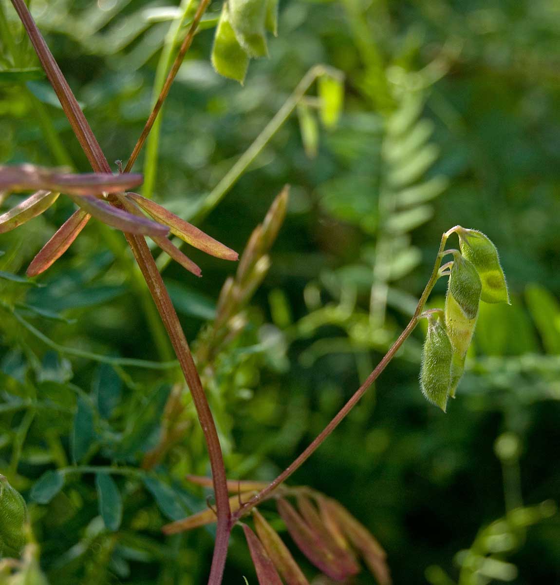 Image of Vicia hirsuta specimen.