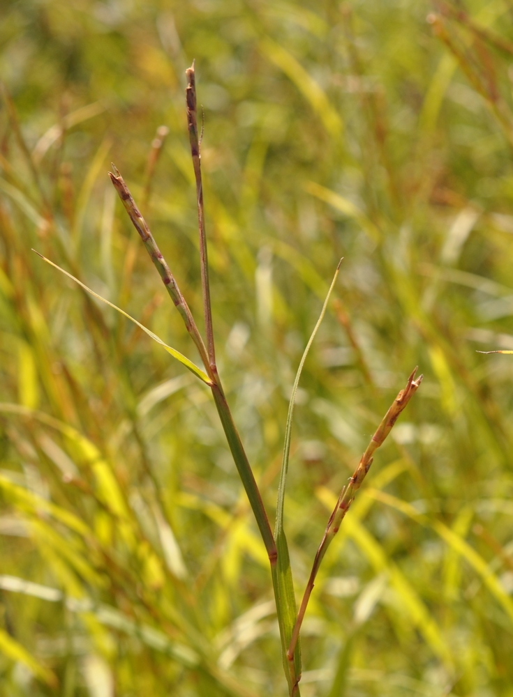 Image of Hemarthria sibirica specimen.