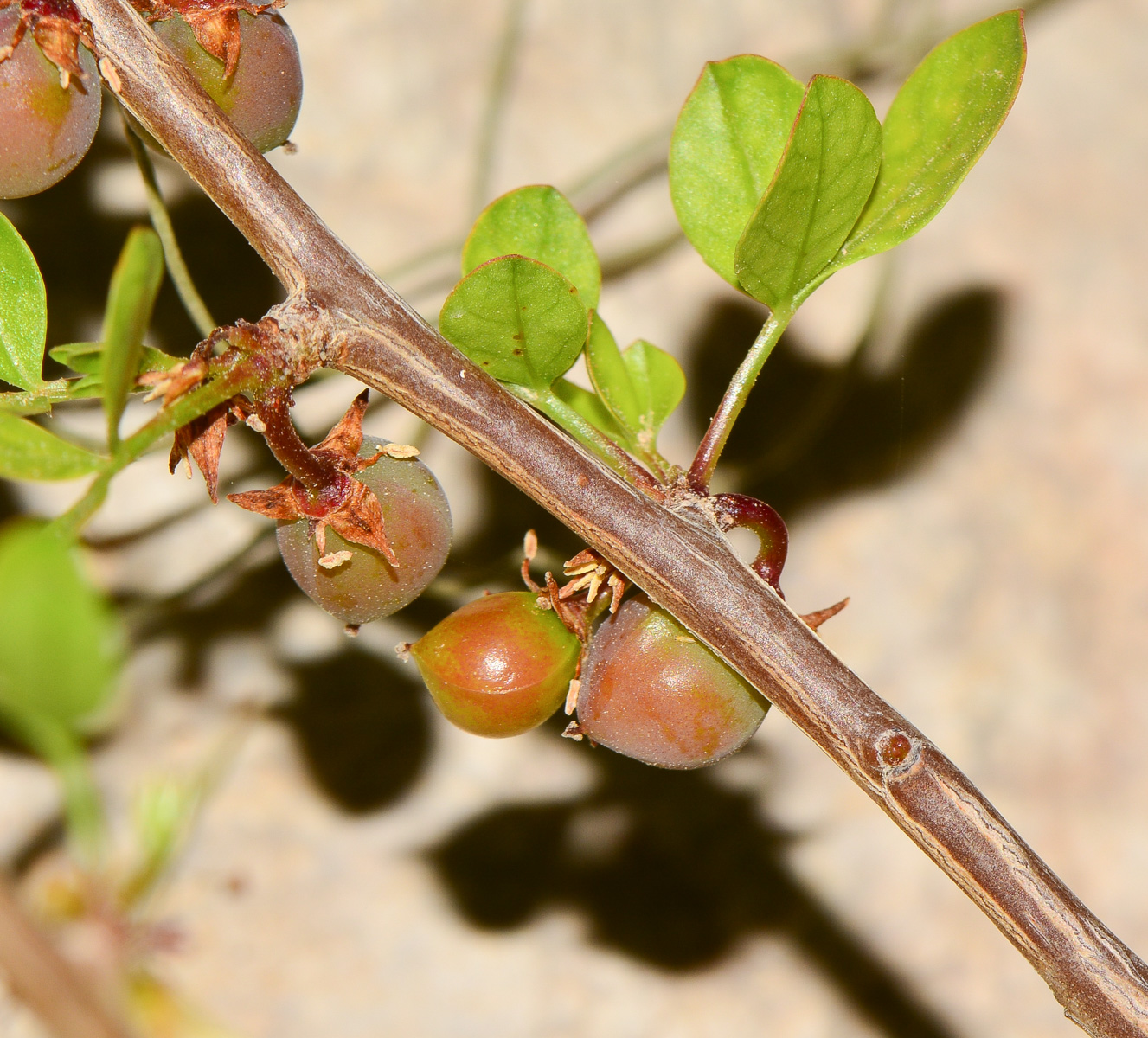 Изображение особи Commiphora gileadensis.