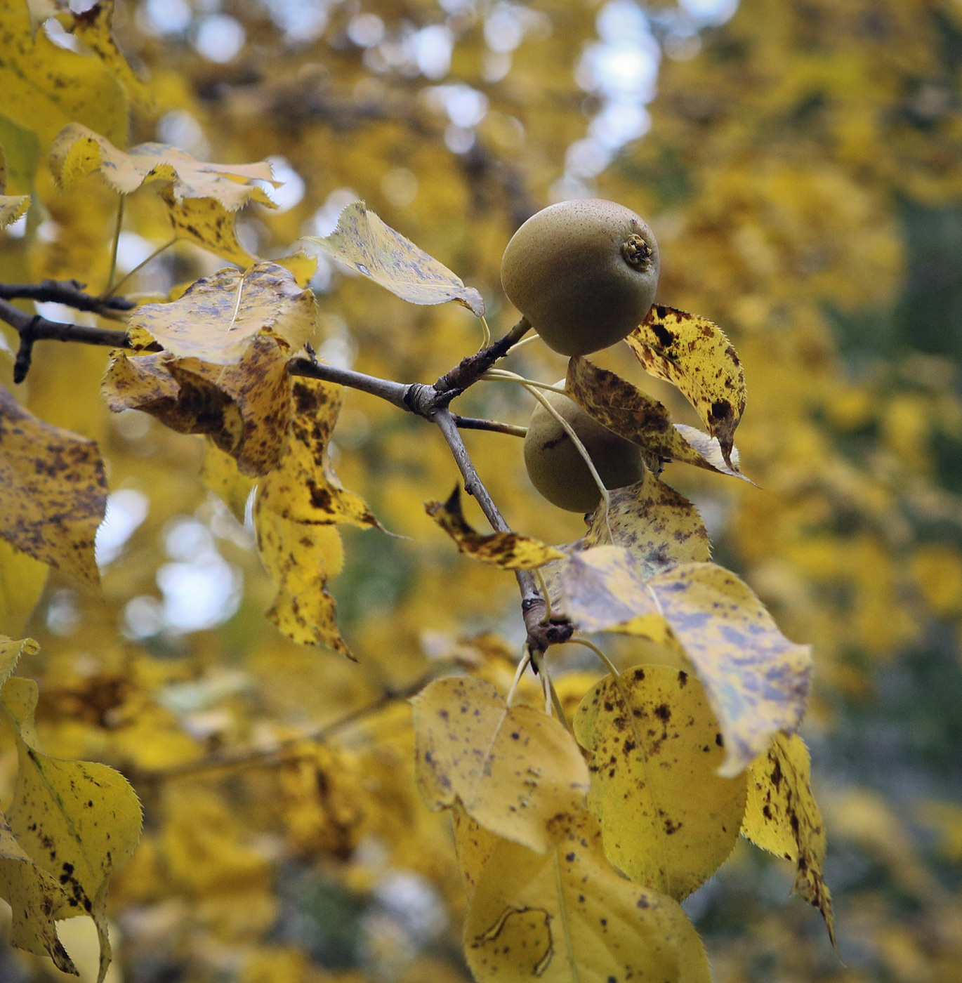 Изображение особи Pyrus ussuriensis.