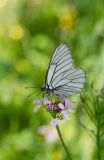 Cardamine macrophylla. Соцветие с бутонами, цветками и кормящейся бабочкой-боярышницей (Aporia crataegi). Республика Алтай, Шебалинский р-н, окр. с. Камлак, правый борт долины р. Сема, низкая пойма, сосновый лес. 14.06.2017.