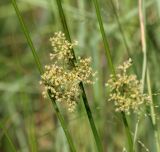 Juncus effusus. Часть побега с соцветием. Московская обл., Одинцовский р-н, окр. г. Кубинка, болотистый луг. 24.06.2016.