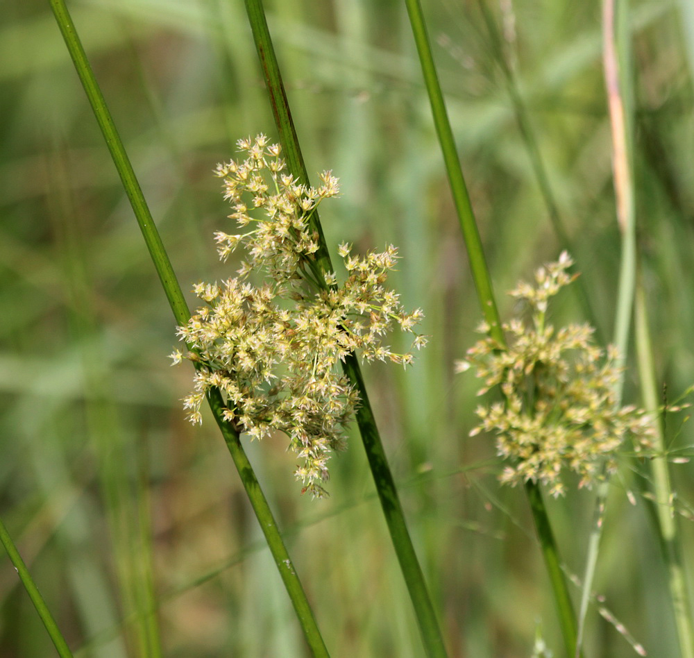 Image of Juncus effusus specimen.