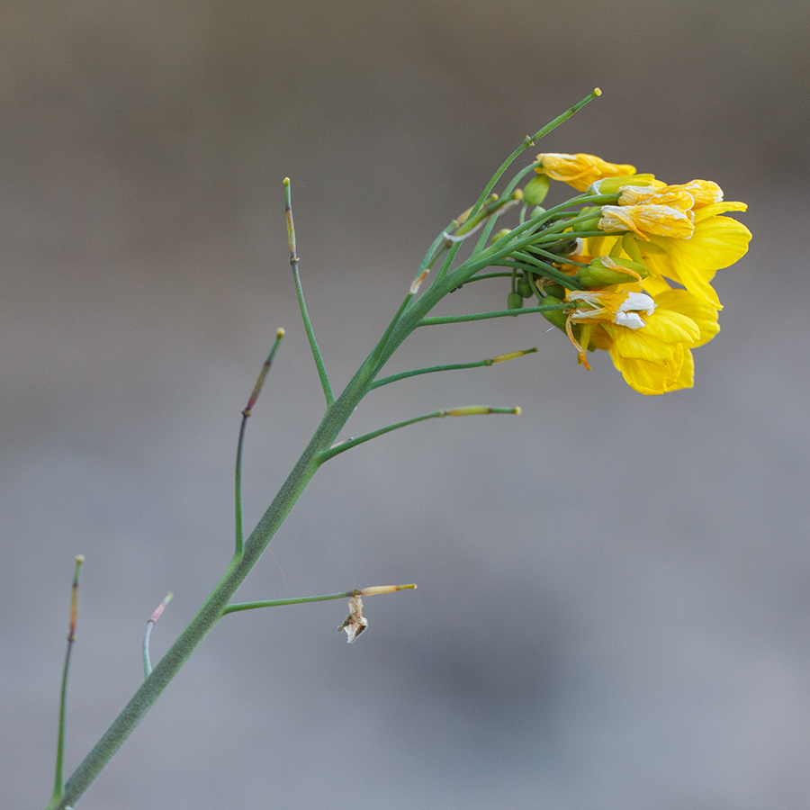 Image of Brassica campestris specimen.