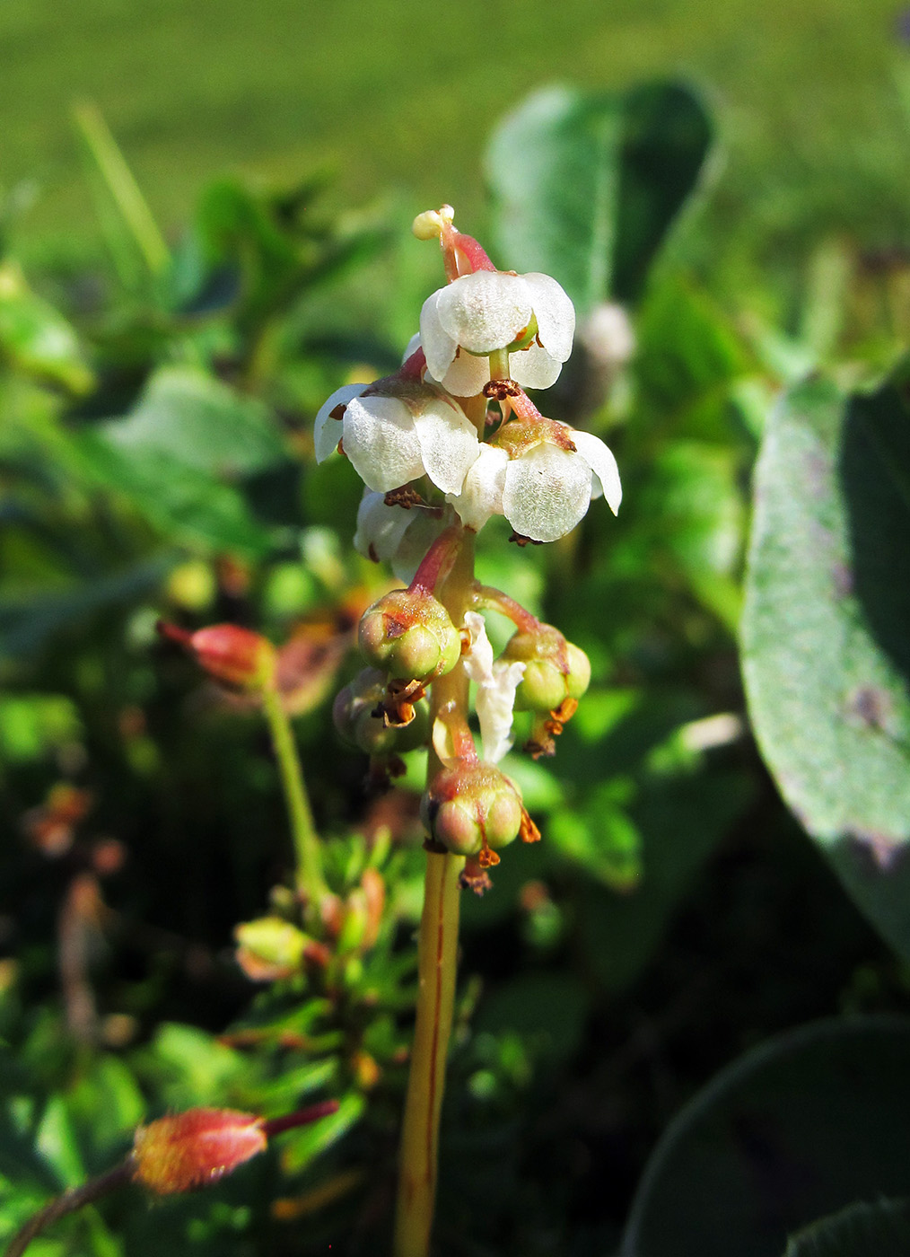 Image of Pyrola minor specimen.