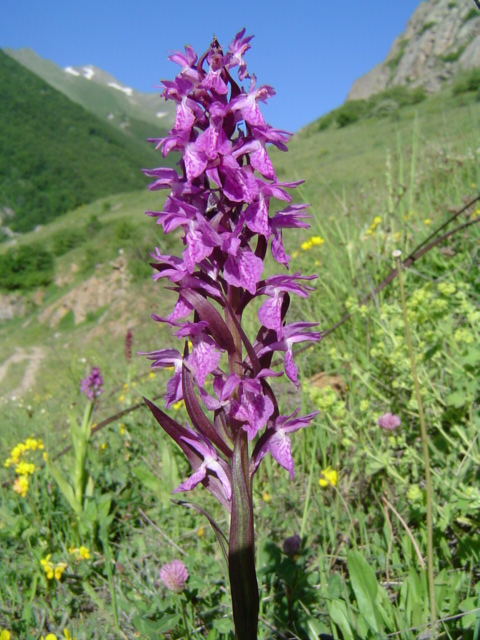 Изображение особи Dactylorhiza osmanica.