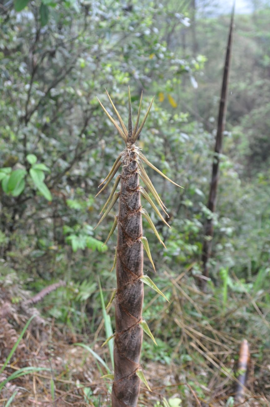 Изображение особи семейство Poaceae.