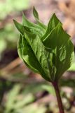 Paris quadrifolia. Верхушка побега с разворачивающимися листьями. Костромская обл., Костромской р-н, окр. пос. Козловы Горы, сероольшанник вдоль берега р. Волга. 07.05.2017.