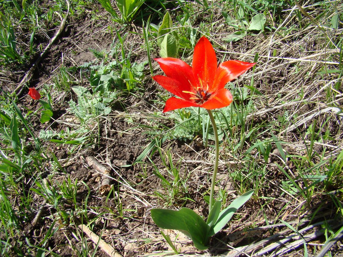 Image of Tulipa zenaidae specimen.