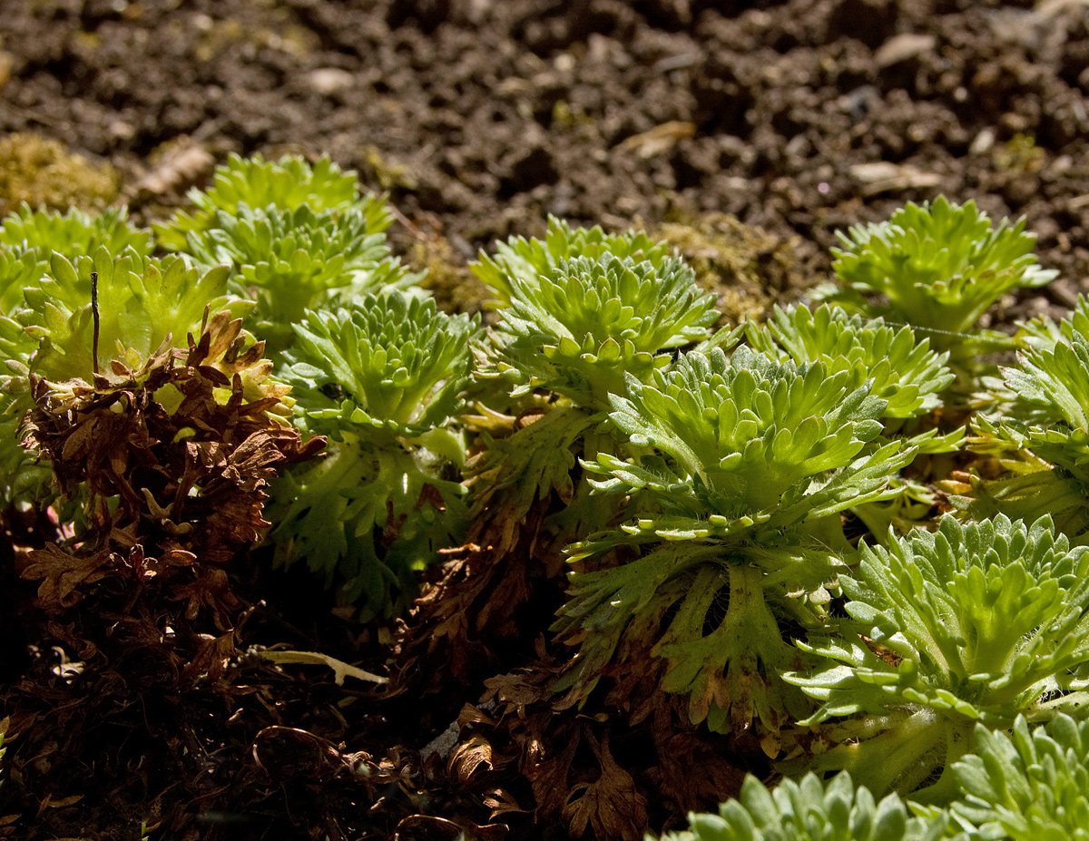 Image of Saxifraga &times; arendsii specimen.