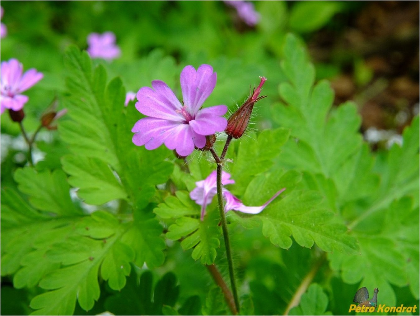 Image of Geranium robertianum specimen.