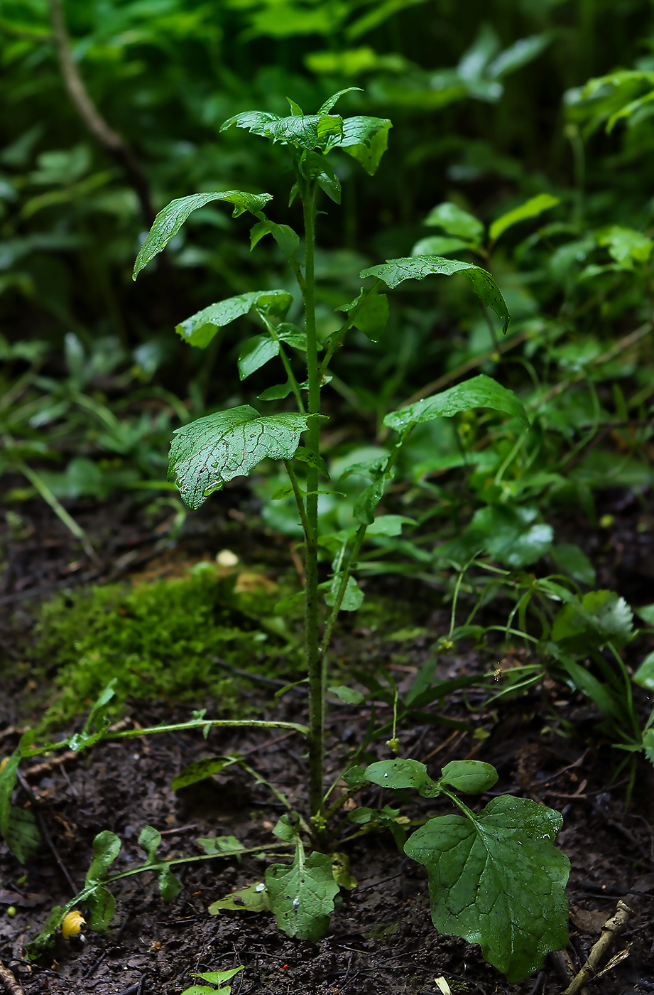 Image of Lapsana communis specimen.