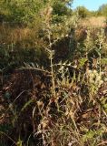 Cirsium laniflorum