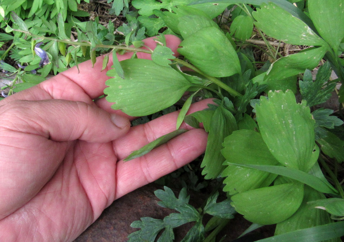 Image of Corydalis lacrimuli-cuculi specimen.