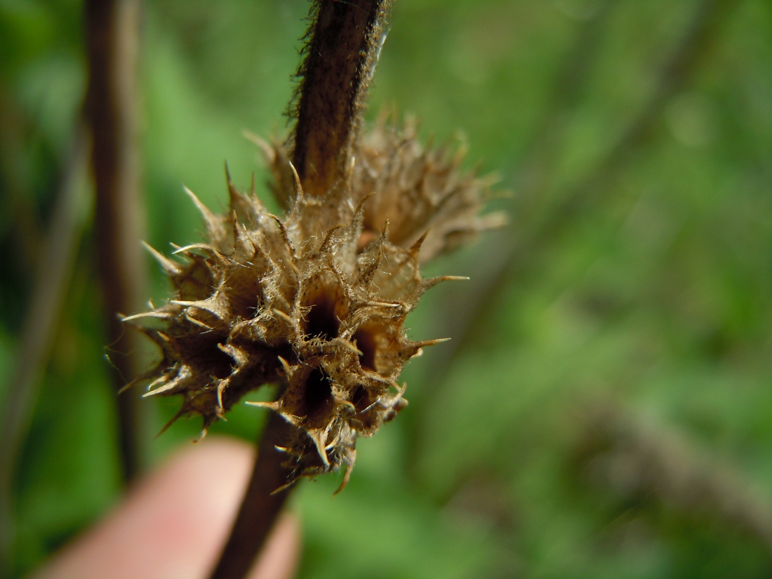 Изображение особи Betonica officinalis.