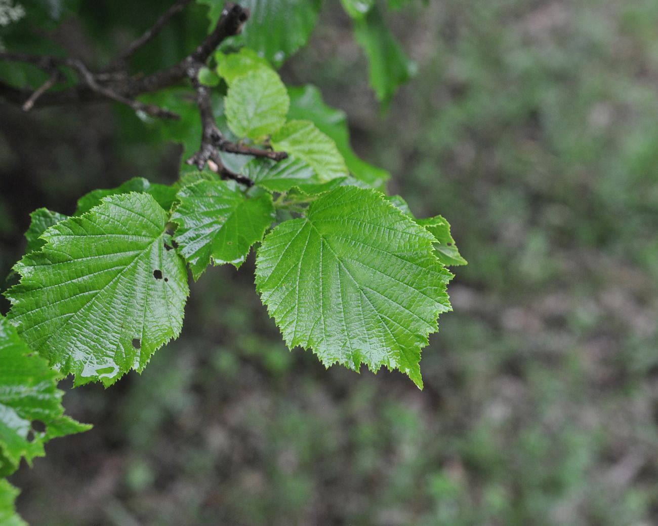 Image of genus Corylus specimen.