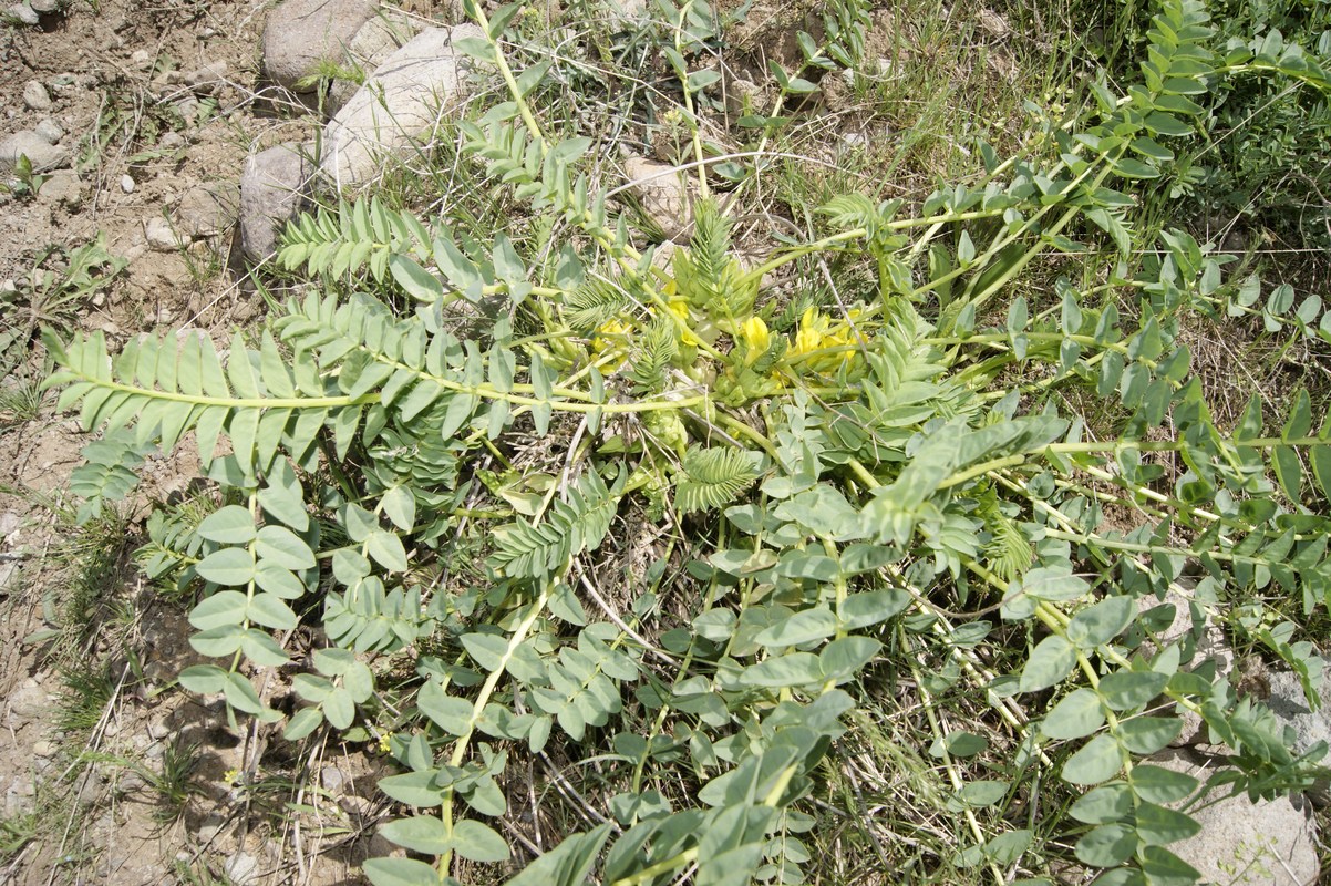 Image of Astragalus aegobromus specimen.