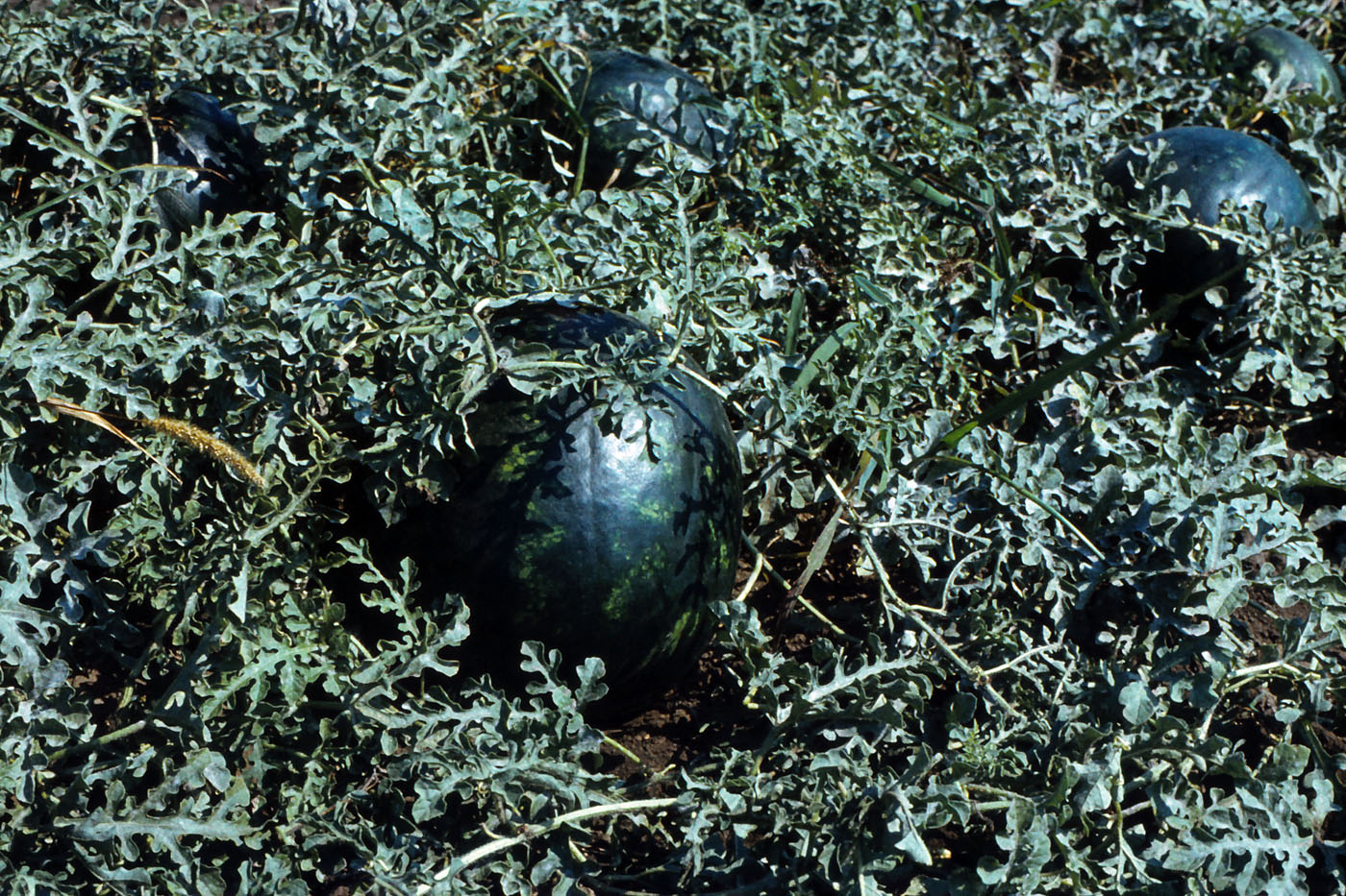 Image of Citrullus lanatus specimen.