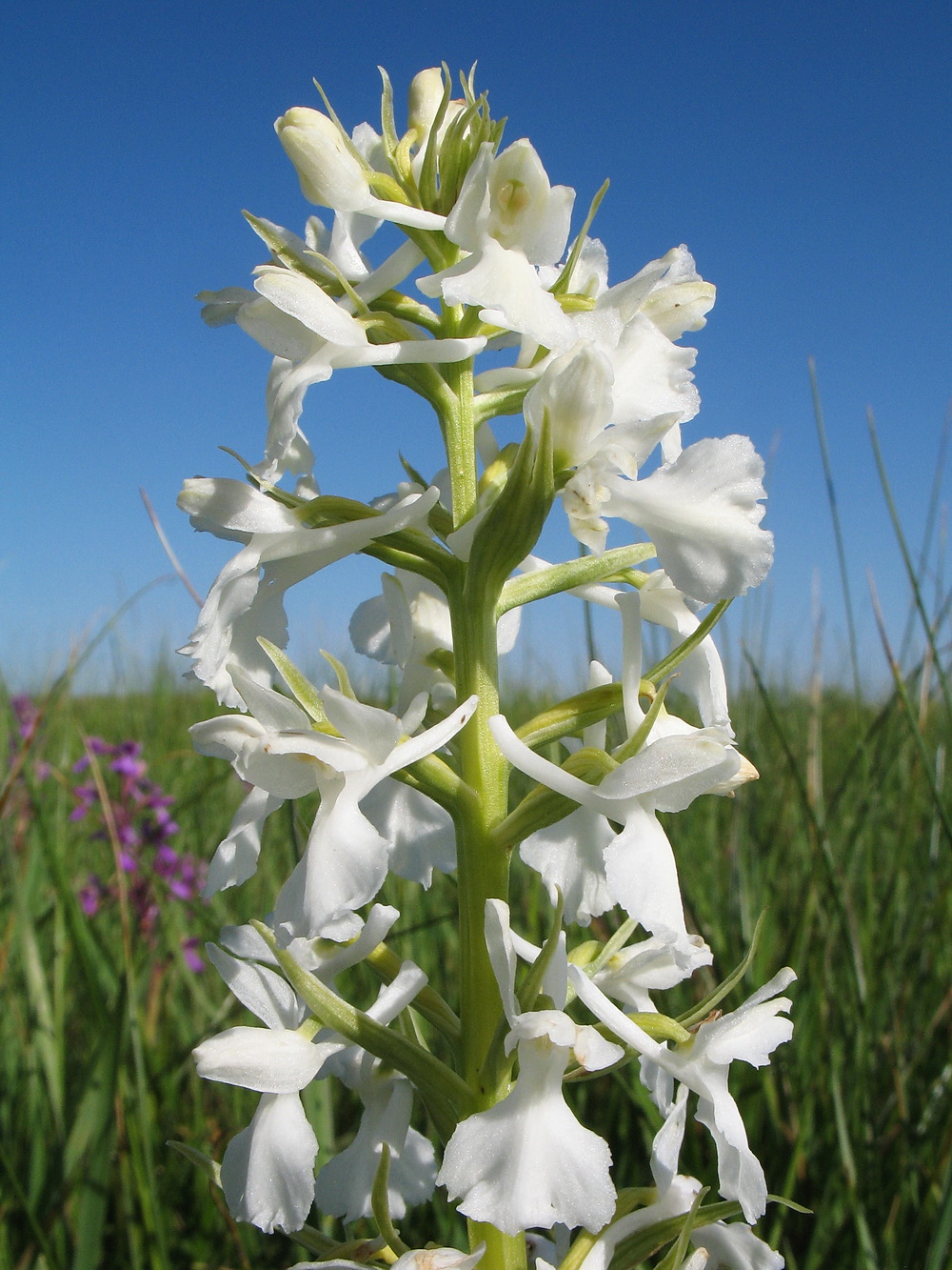 Изображение особи Anacamptis laxiflora ssp. dielsiana.