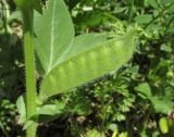 Vicia narbonensis