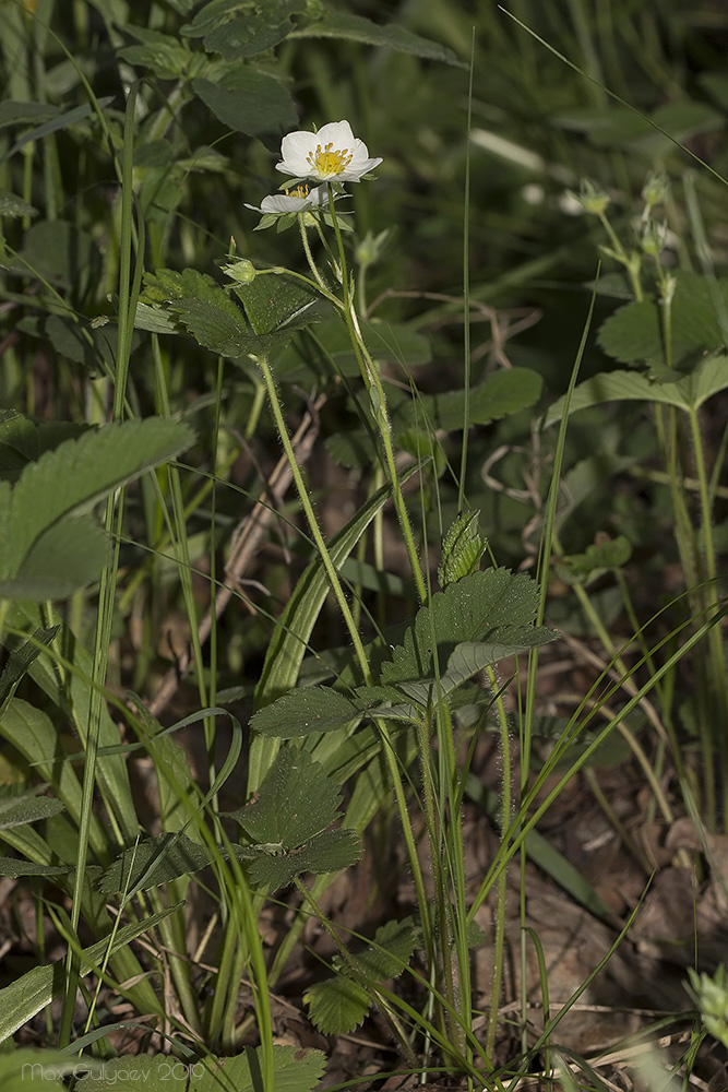 Image of Fragaria viridis specimen.