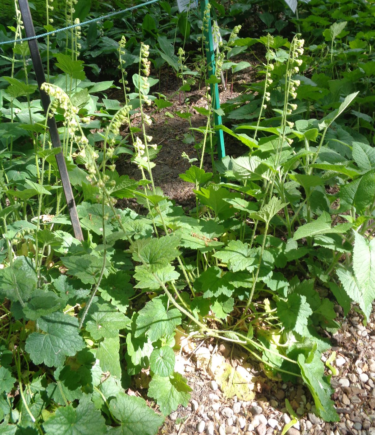 Image of Tellima grandiflora specimen.