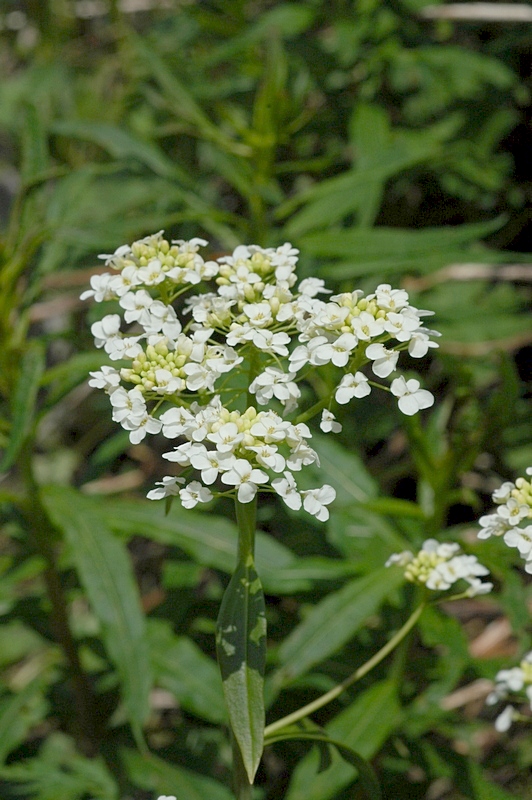 Image of Eutrema integrifolium specimen.