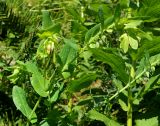 Cerinthe glabra subspecies caucasica. Верхушка побега с соцветием. Карачаево-Черкесия, Карачаевский р-н, окр. пос. Домбай, ущелье р. Аманауз, луг на каменистом склоне. 28.08.2019.