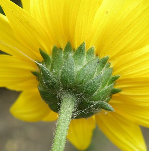 Image of Helianthus rigidus ssp. subrhomboideus specimen.