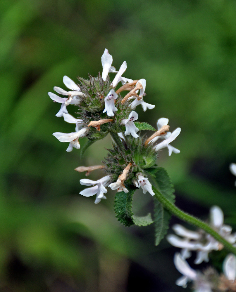 Image of Betonica scardica specimen.