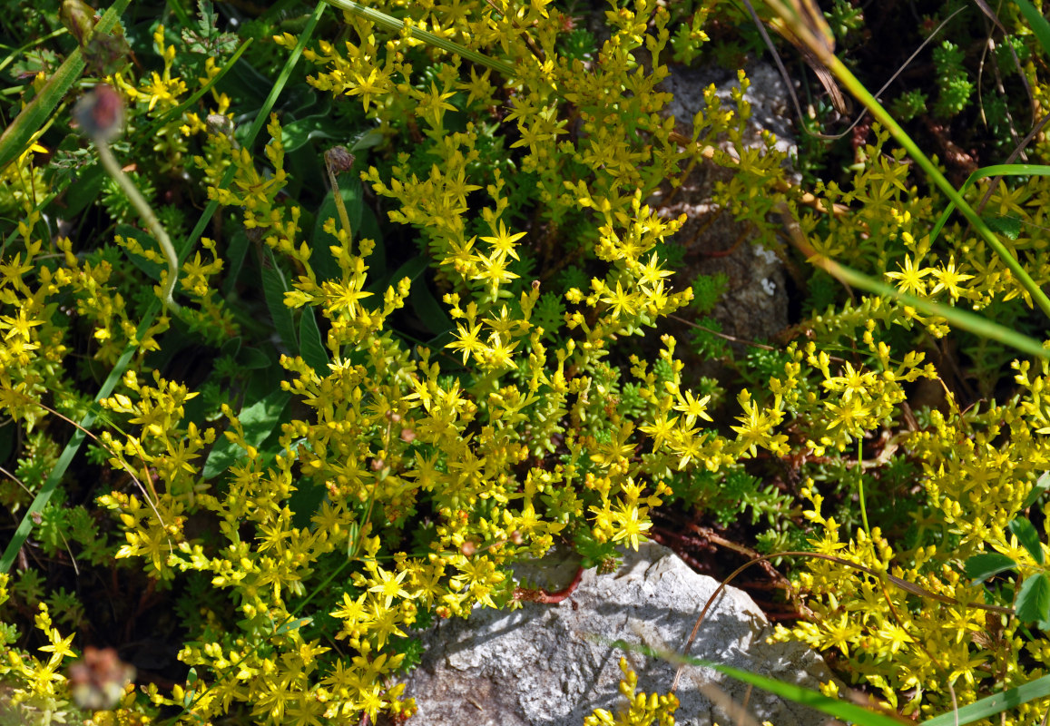 Image of Sedum acre specimen.