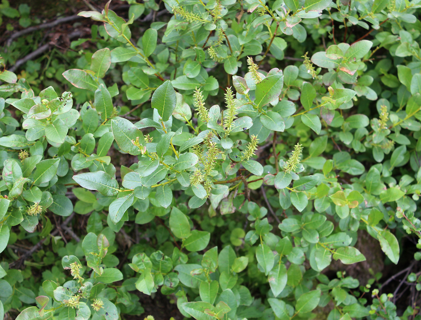 Image of Salix hastata specimen.