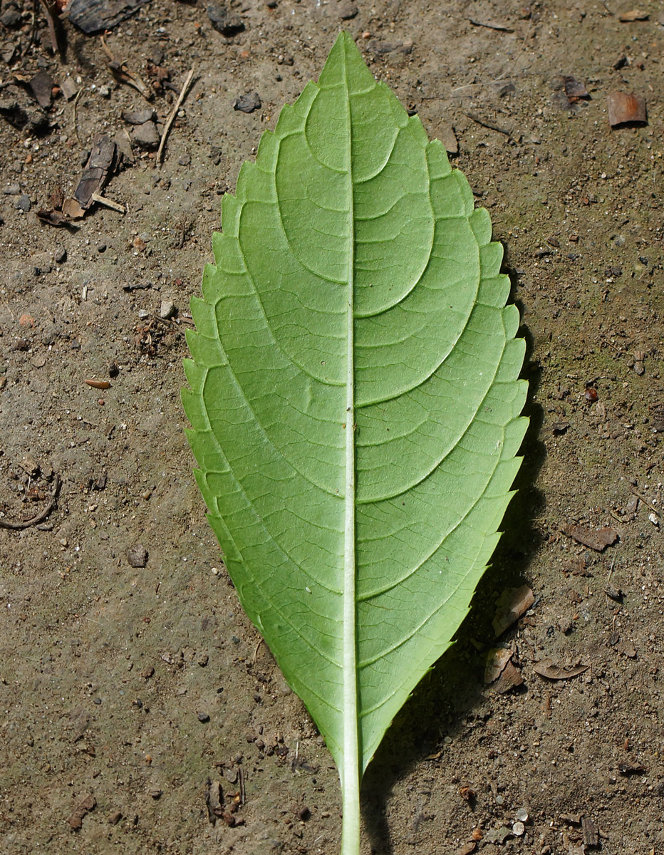 Image of Impatiens glandulifera specimen.