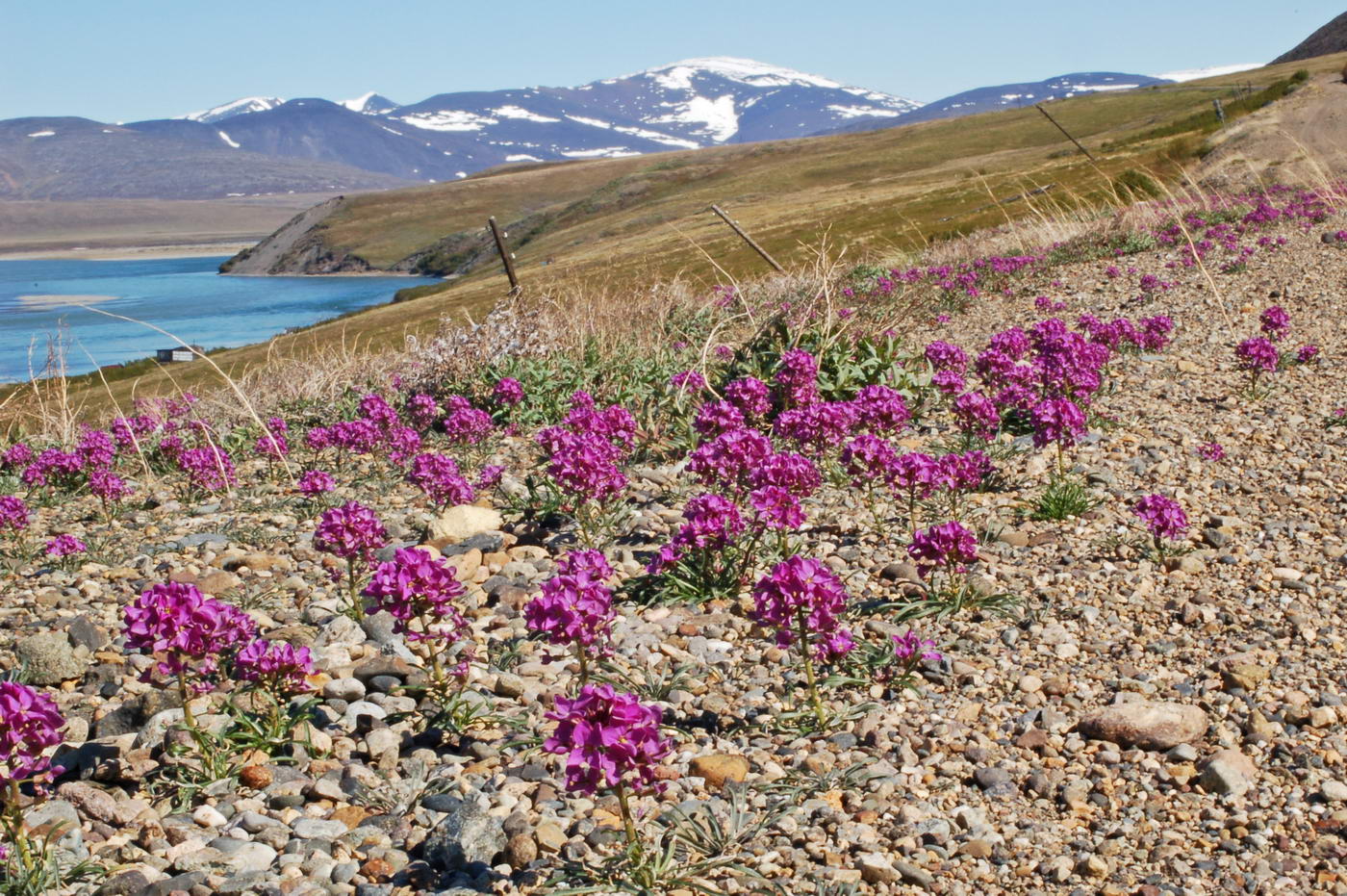 Image of Erysimum pallasii specimen.