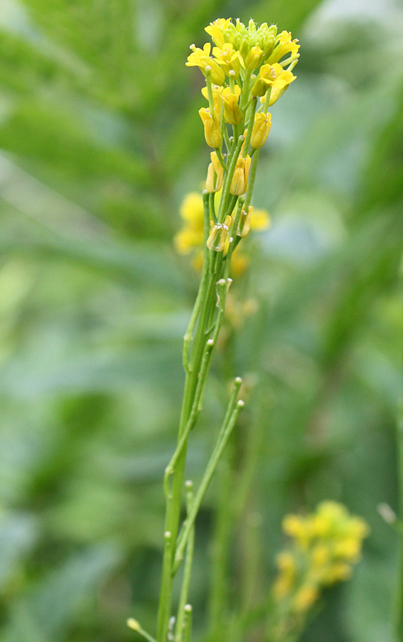 Image of Barbarea stricta specimen.